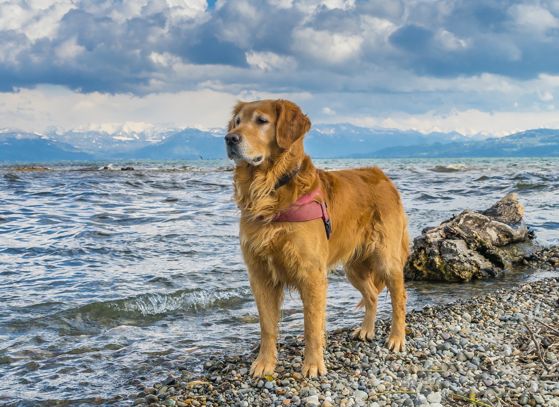 Vet Home Certs: Easy Way to Get Pet Certificates Before Travel