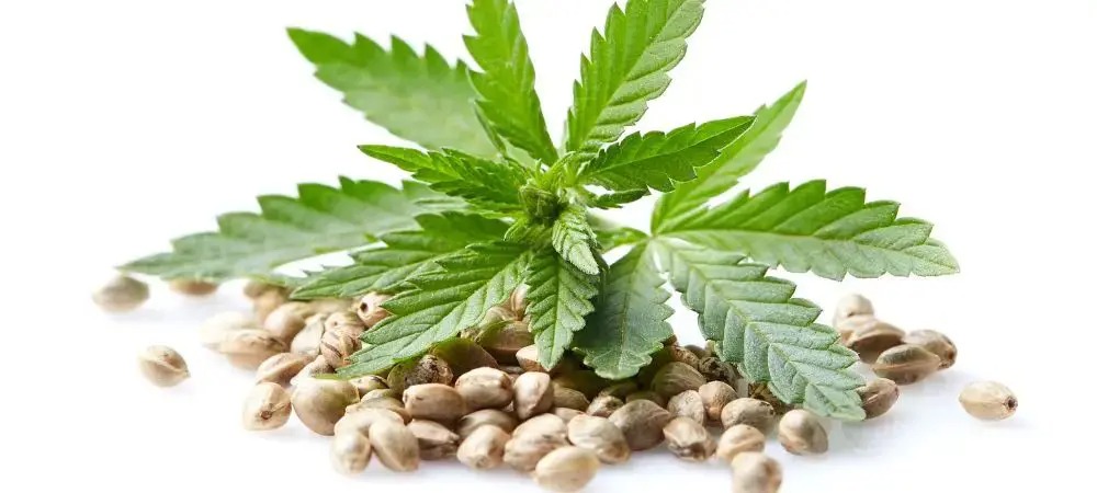 Cannabis Social Club Madrid – Cannabis Social Club Madrid at Clubs Cannabis Madrid