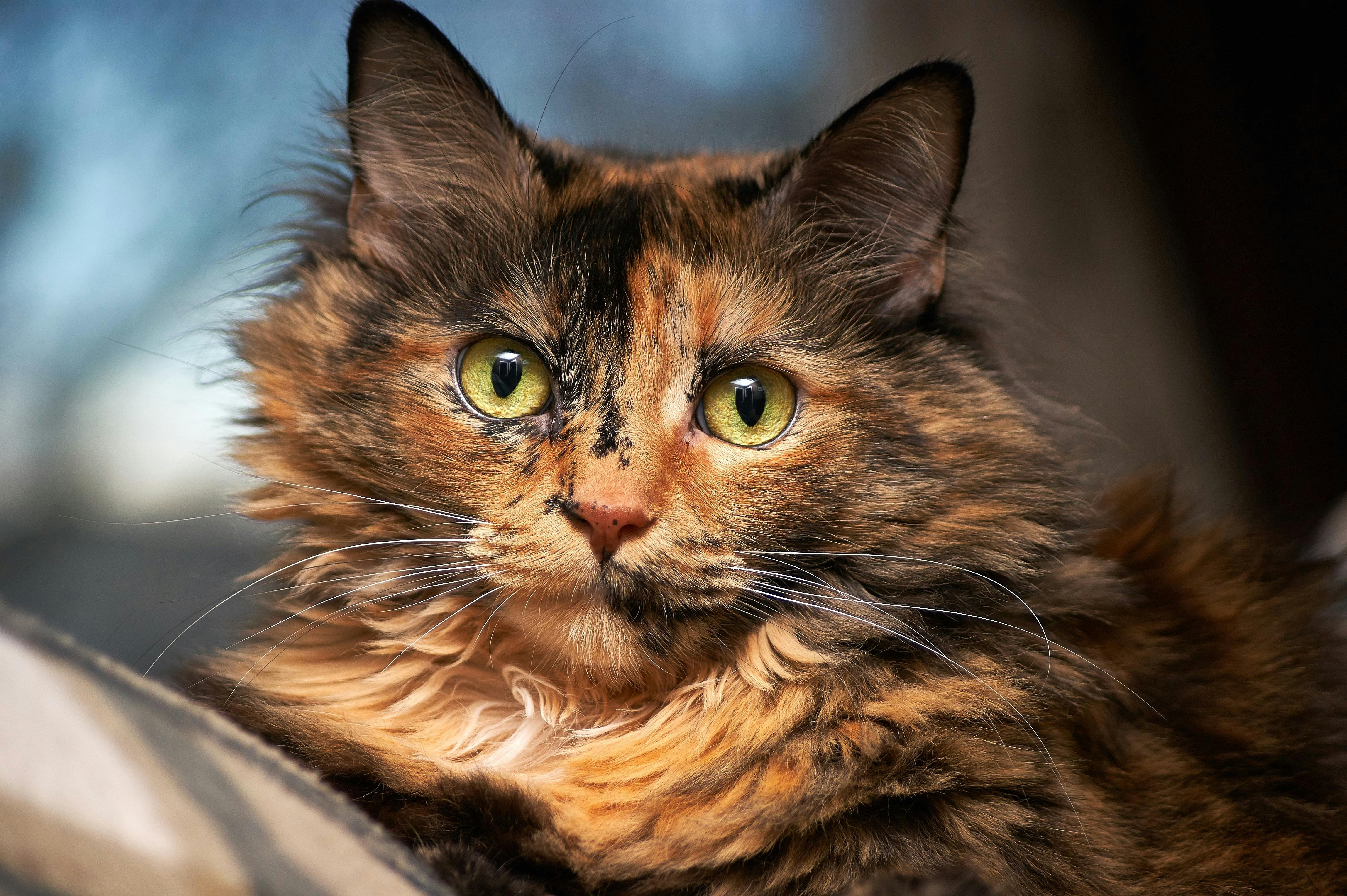 Healthy Coon Cats for Sale from a Trusted Northern California Breeder